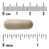 Swanson Echinacea Extract 60 kapsúl
